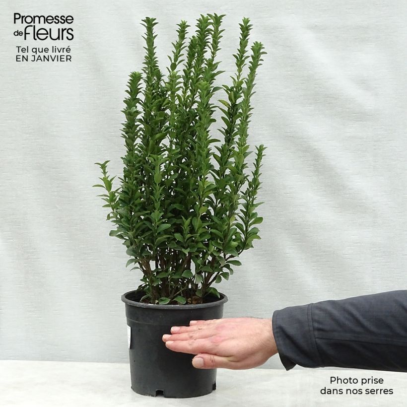Exemplar von Japanischer Spindelstrauch Benkomasaki - Euonymus japonicus Topf mit 2L/3L wie im Winter geliefert