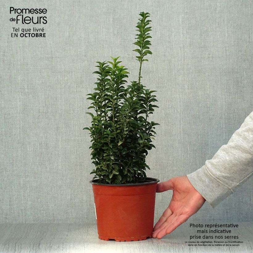 Example of Japanischer Spindelstrauch Benkomasaki - Euonymus japonicus Topf mit 2L/3L as you get in automne