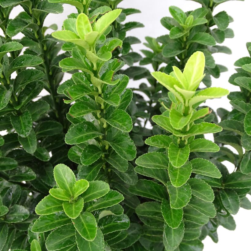 Japanischer Spindelstrauch Benkomasaki - Euonymus japonicus (Foliage)