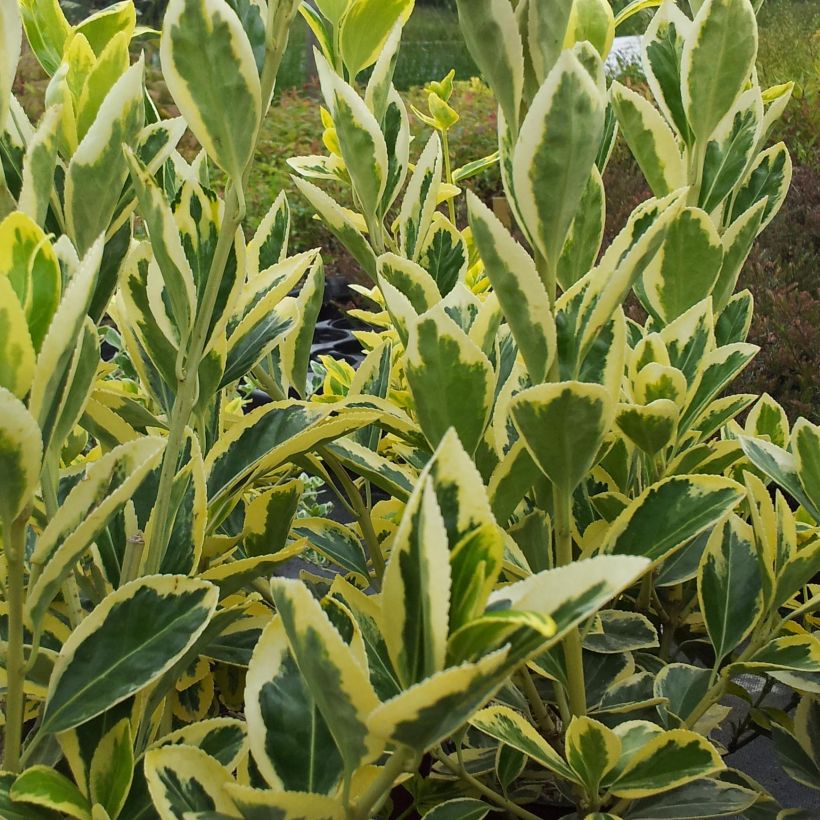 Japanischer Spindelstrauch Bravo - Euonymus japonicus (Foliage)