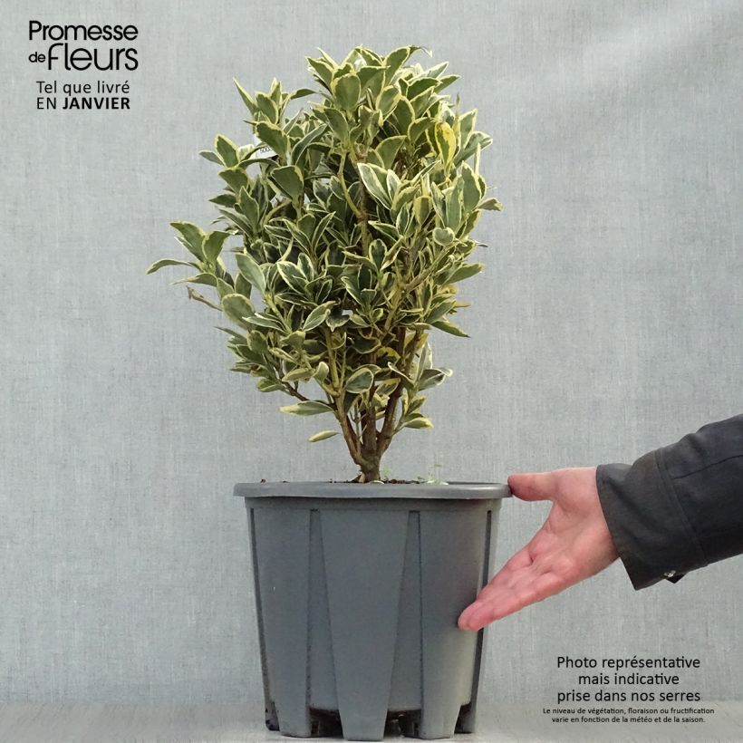 Exemplar von Japanischer Spindelstrauch Bravo - Euonymus japonicus Topf mit 7,5L/10L wie im Winter geliefert