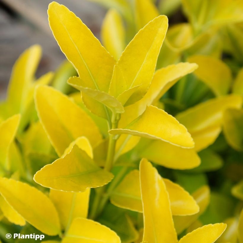 Japanischer Spindelstrauch El Dorado - Euonymus japonicus (Foliage)