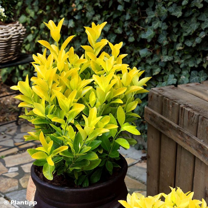 Japanischer Spindelstrauch El Dorado - Euonymus japonicus (Plant habit)