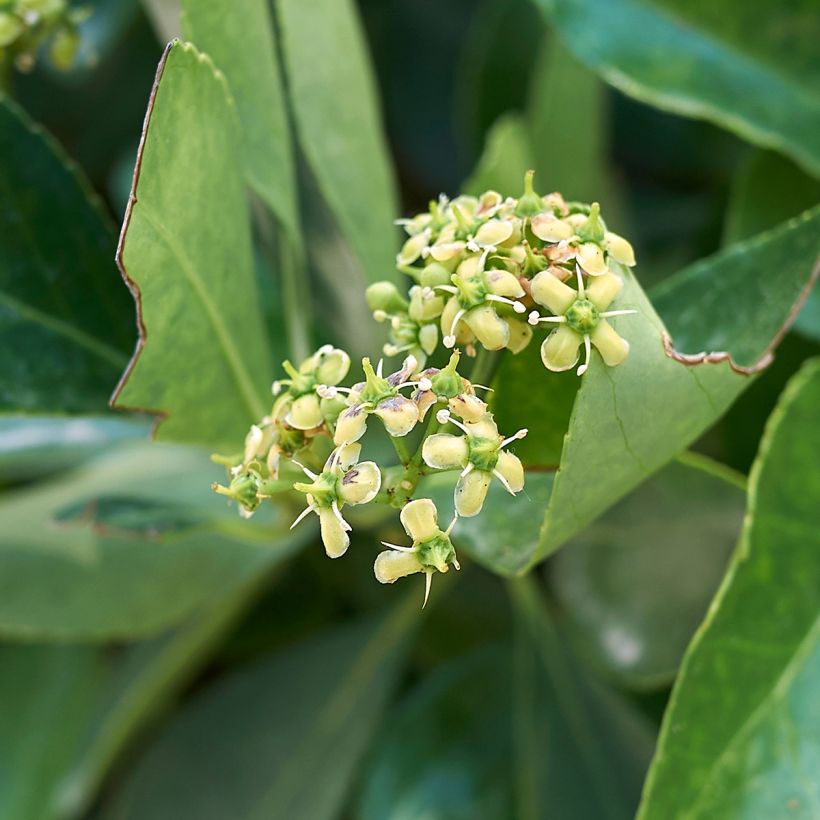 Japanischer Spindelstrauch - Euonymus japonicus (Flowering)