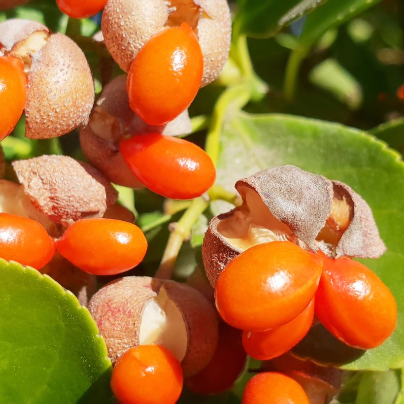 Japanischer Spindelstrauch - Euonymus japonicus (Harvest)