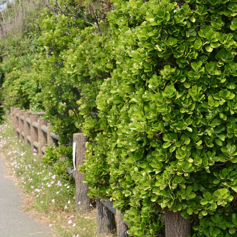 Japanischer Spindelstrauch - Euonymus japonicus (Plant habit)