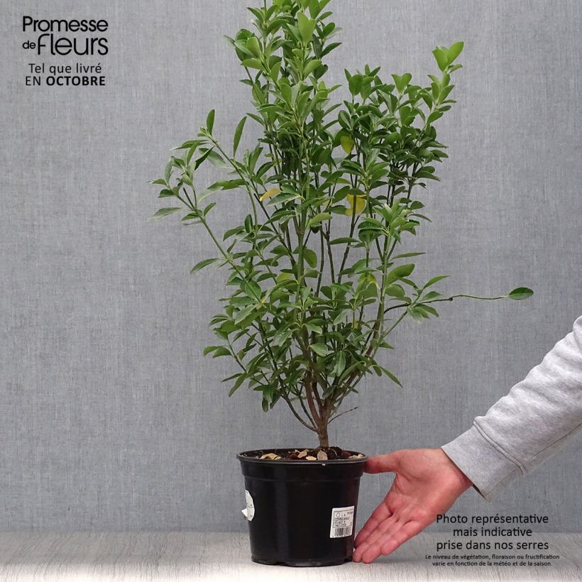Example of Japanischer Spindelstrauch - Euonymus japonicus Topf mit 2L/3L as you get in automne