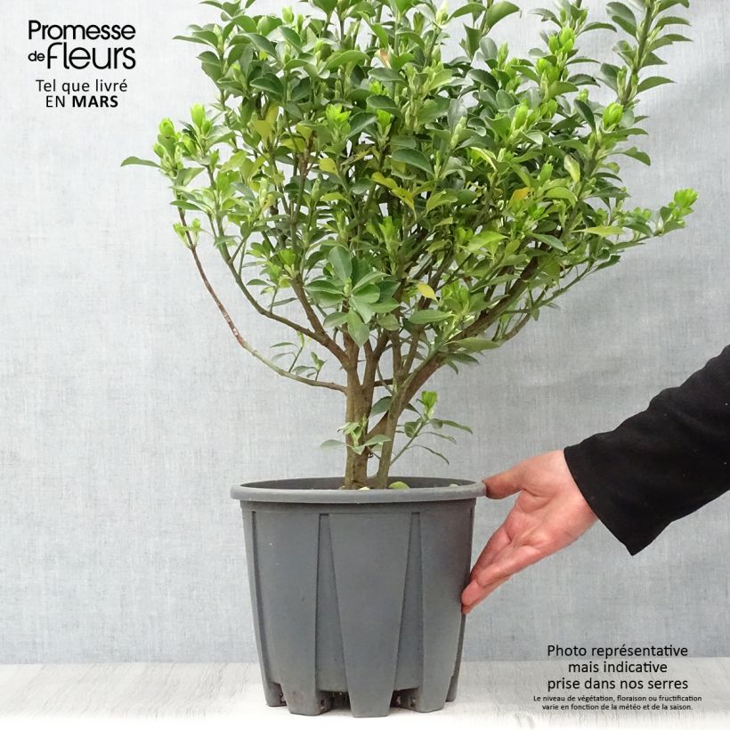 Exemplar von Japanischer Spindelstrauch - Euonymus japonicus Topf mit 7,5L/10L wie im Frühjahr geliefert