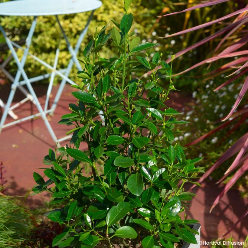 Japanischer Spindelstrauch Green Millenium - Euonymus japonicus (Wuchs)