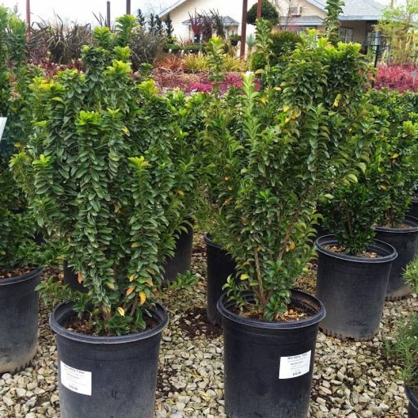 Japanischer Spindelstrauch Green Spire - Euonymus japonicus (Plant habit)