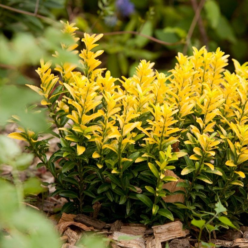 Japanischer Spindelstrauch Happiness - Euonymus japonicus (Plant habit)