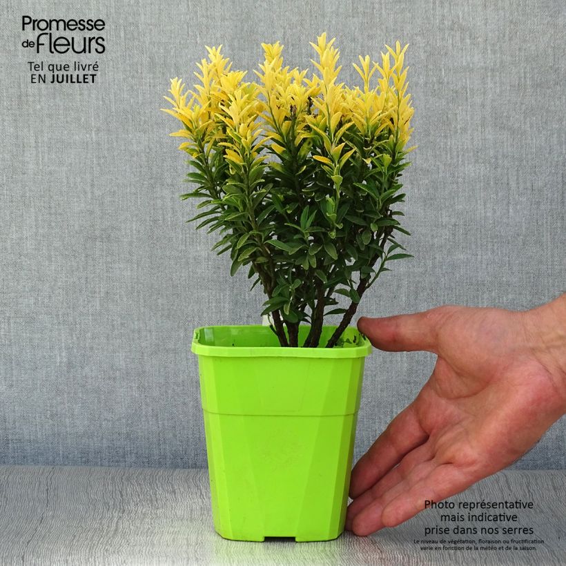 Example of Japanischer Spindelstrauch Happiness - Euonymus japonicus Topf mit 1L/1,5L as you get in ete