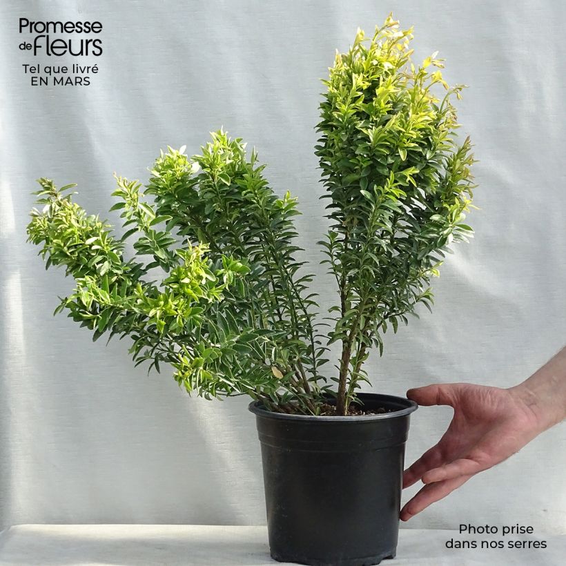 Exemplar von Japanischer Spindelstrauch Happiness - Euonymus japonicus Topf mit 4L/5L wie im Winter geliefert