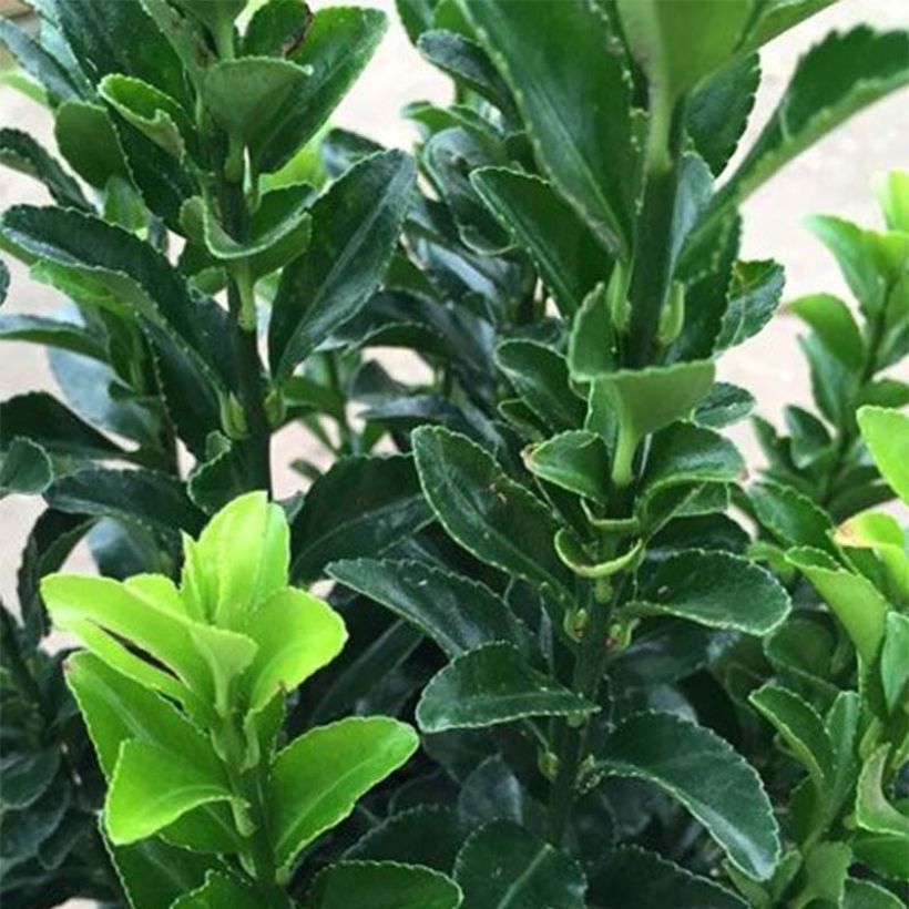 Japanischer Spindelstrauch Jean Hugues - Euonymus japonicus (Foliage)