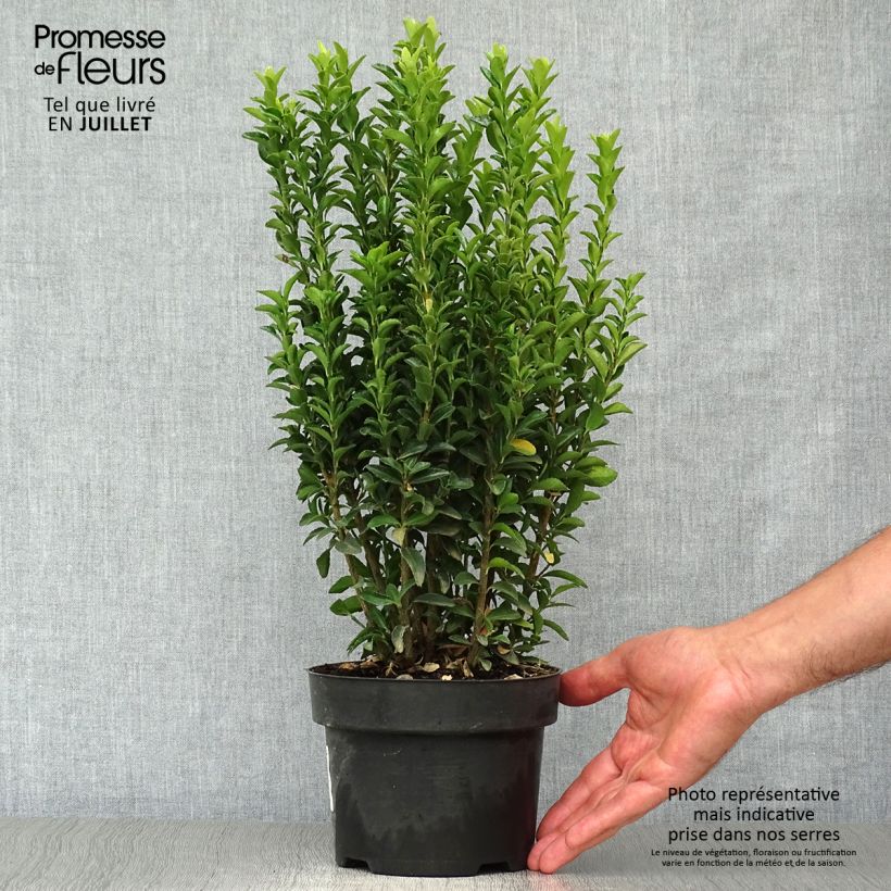 Example of Japanischer Spindelstrauch Jean Hugues - Euonymus japonicus Topf mit 2L/3L as you get in ete