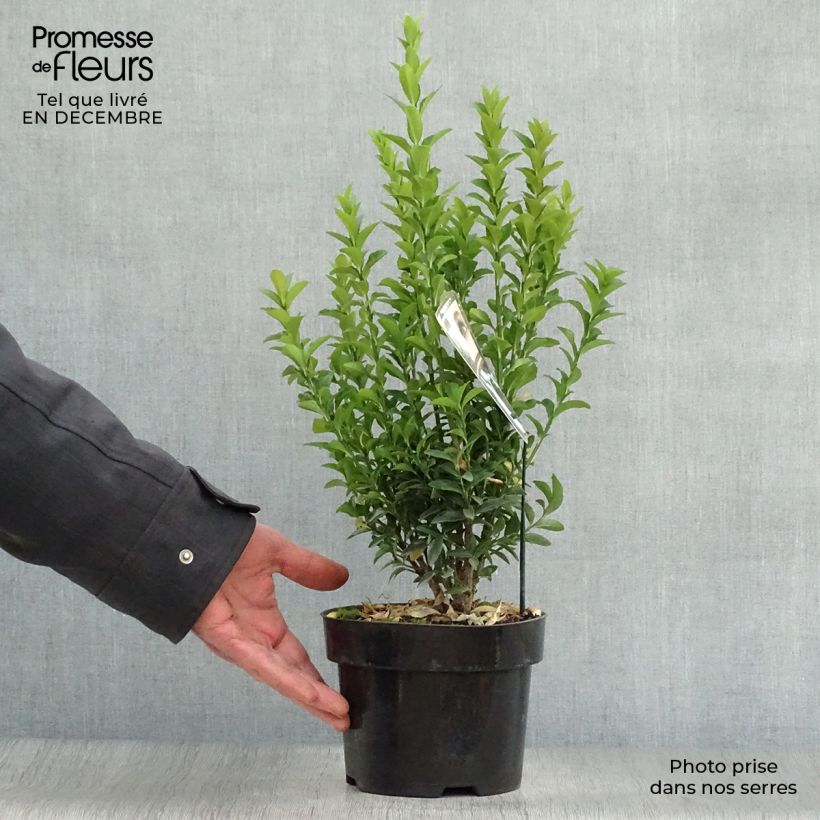 Exemplar von Japanischer Spindelstrauch Jean Hugues - Euonymus japonicus Topf mit 2L/3L wie im Winter geliefert