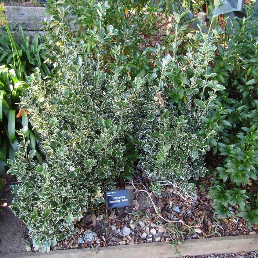 Japanischer Spindelstrauch Kathy - Euonymus japonicus (Plant habit)