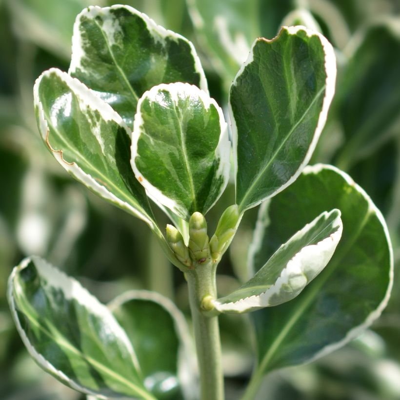Japanischer Spindelstrauch Louisette - Euonymus japonicus (Foliage)