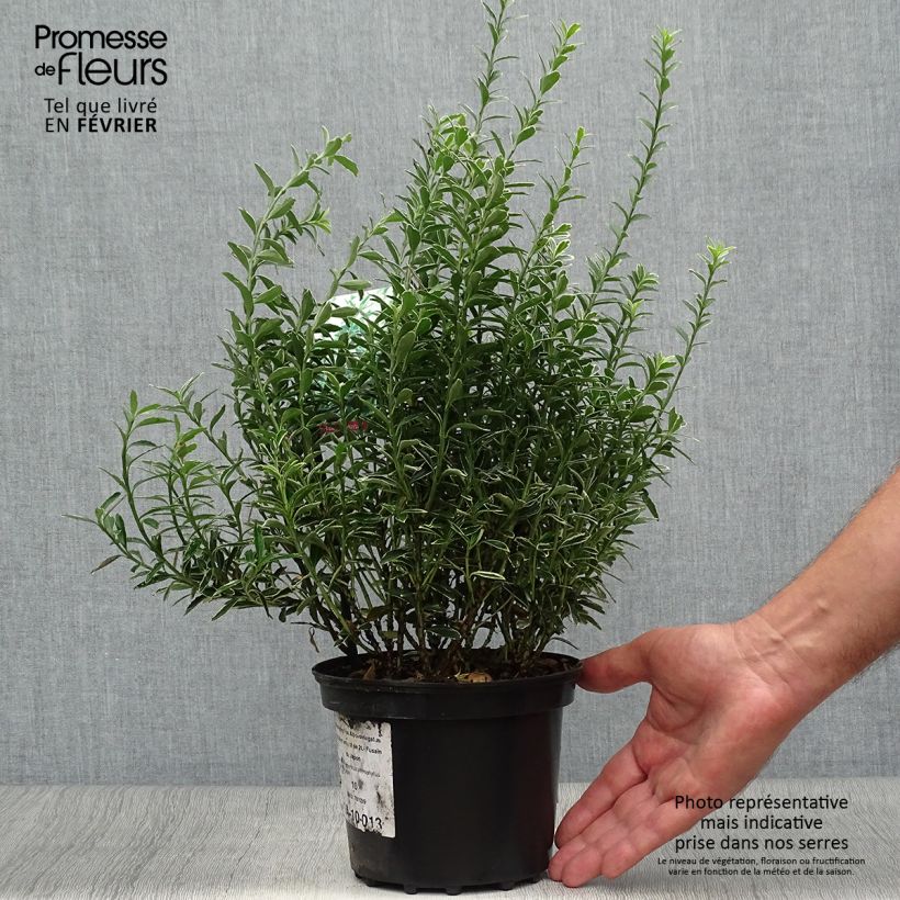 Example of Japanischer Spindelstrauch Microphyllus Albovariegatus - Euonymus japonicus Topf mit 2L/3L as you get in automne