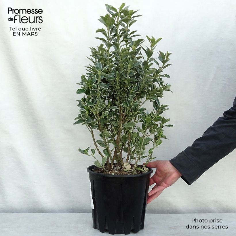 Exemplar von Japanischer Spindelstrauch Microphyllus Albovariegatus - Euonymus japonicus Topf mit 7,5L/10L wie im Frühjahr geliefert