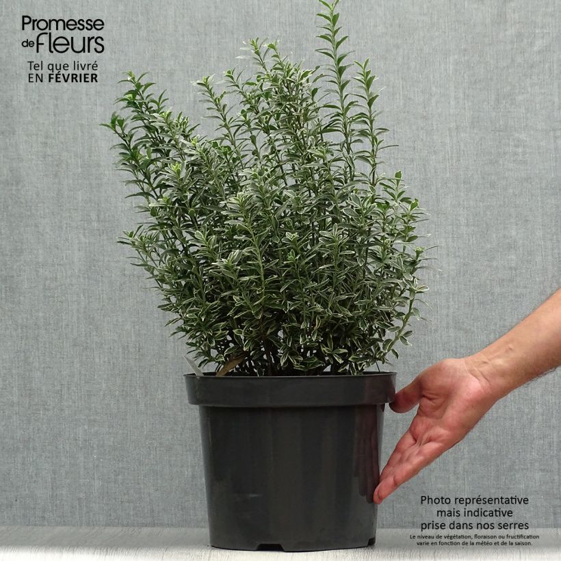 Example of Japanischer Spindelstrauch Microphyllus Albovariegatus - Euonymus japonicus Topf mit 7,5L/10L as you get in automne