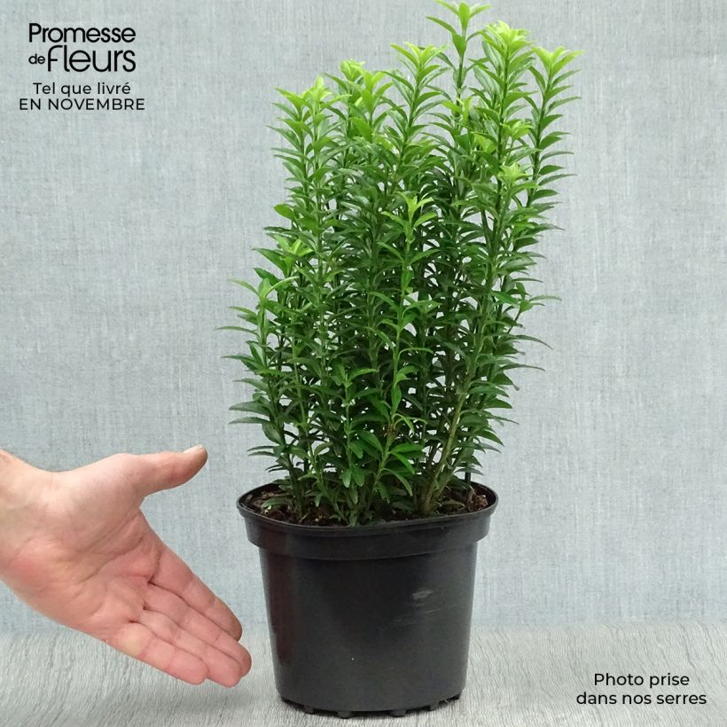 Example of Japanischer Spindelstrauch Microphyllus Aureovariegatus - Euonymus japonicus Topf mit 2L/3L as you get in automne