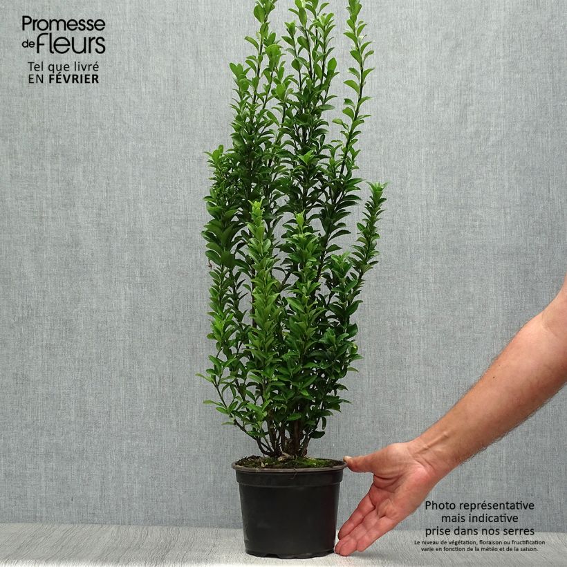 Example of Japanischer Spindelstrauch Microphyllus - Euonymus japonicus Topf mit 2L/3L as you get in automne