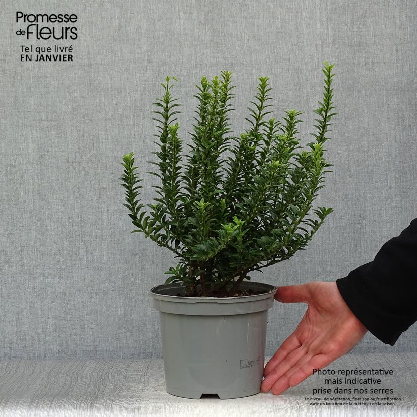 Exemplar von Japanischer Spindelstrauch Microphyllus - Euonymus japonicus Topf mit 2L/3L wie im Winter geliefert