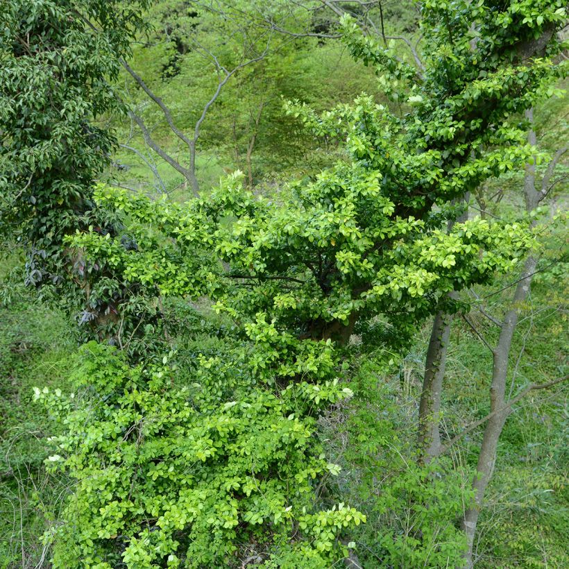 Japanischer Spindelstrauch Microphyllus - Euonymus japonicus (Hafen)