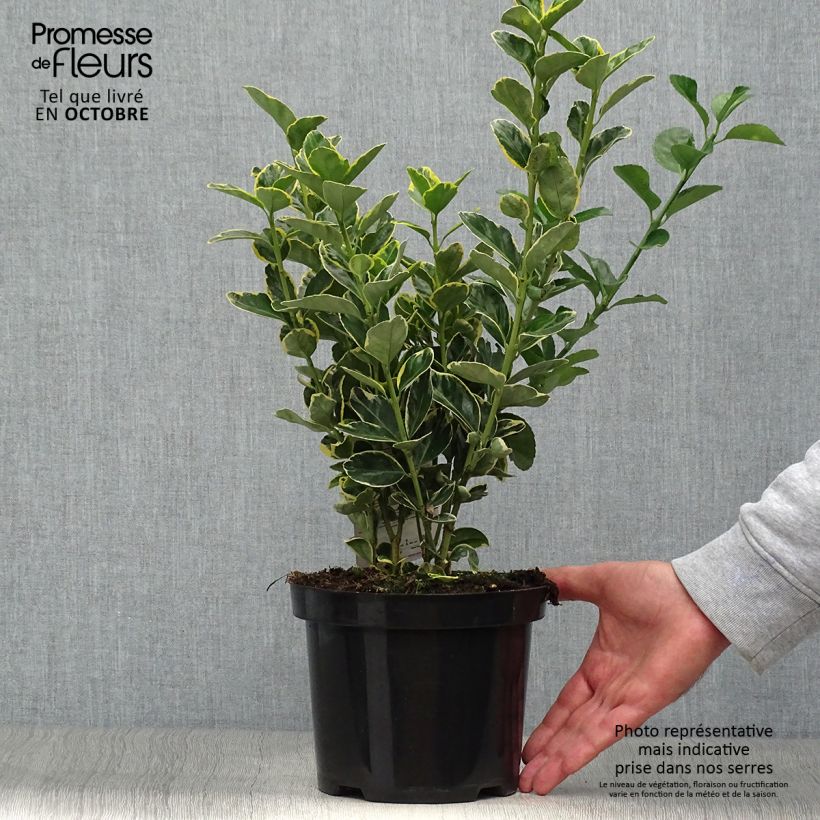 Example of Japanischer Spindelstrauch Ovatus Aureus - Euonymus japonicus Topf mit 2L/3L as you get in automne