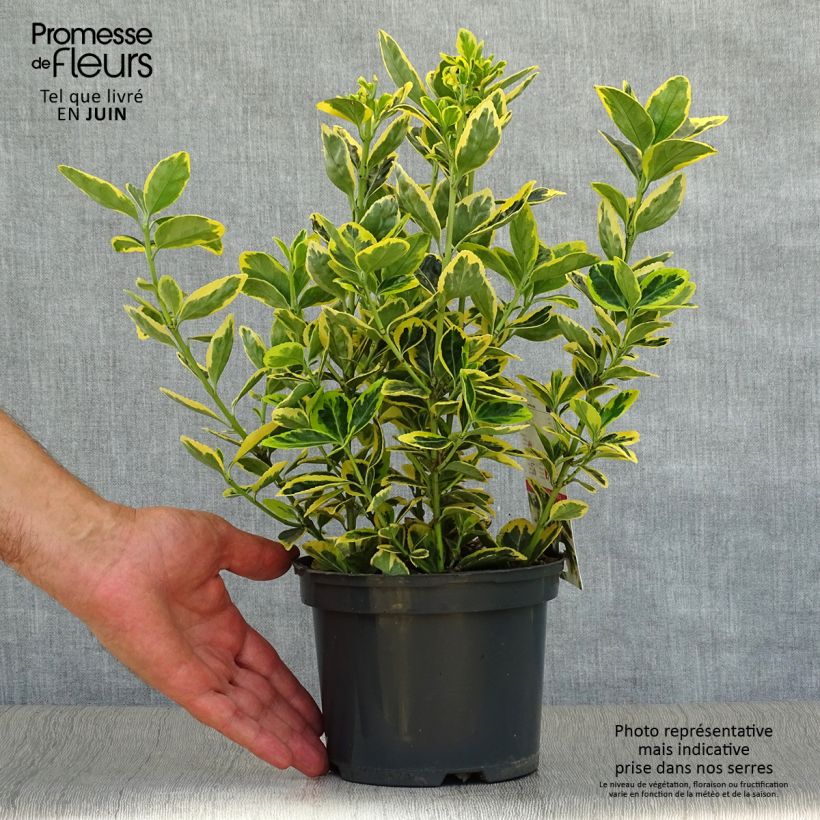 Exemplar von Japanischer Spindelstrauch Ovatus Aureus - Euonymus japonicus Topf mit 2L/3L wie im Sommer geliefert