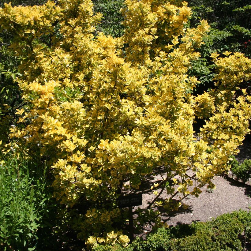 Japanischer Spindelstrauch Ovatus Aureus - Euonymus japonicus (Plant habit)