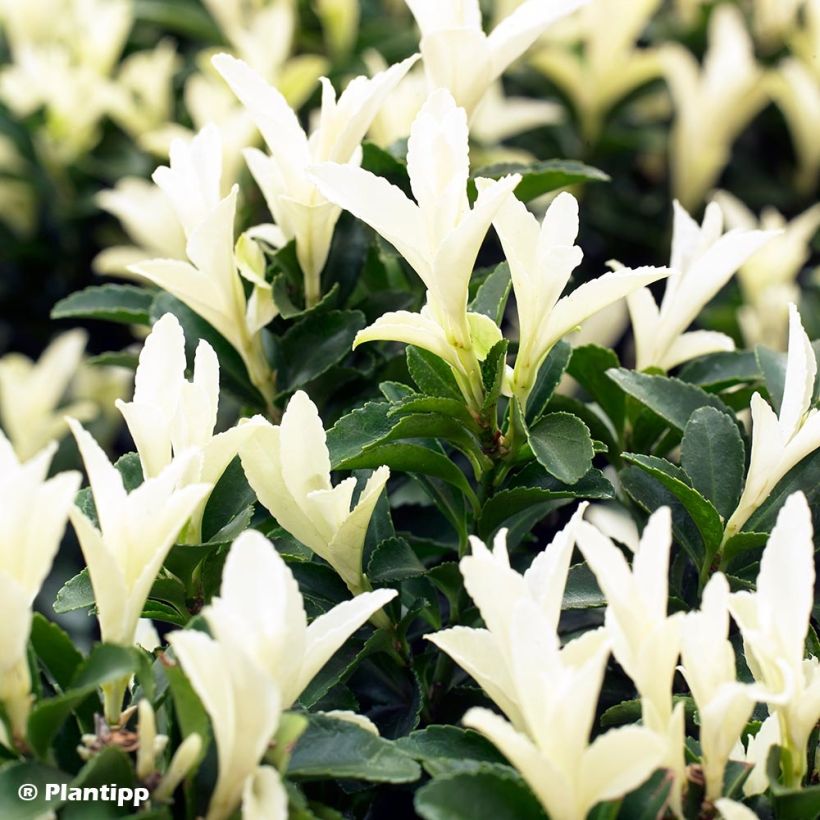 Japanischer Spindelstrauch Paloma Blanca - Euonymus japonicus (Foliage)