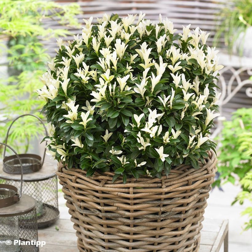Japanischer Spindelstrauch Paloma Blanca - Euonymus japonicus (Plant habit)