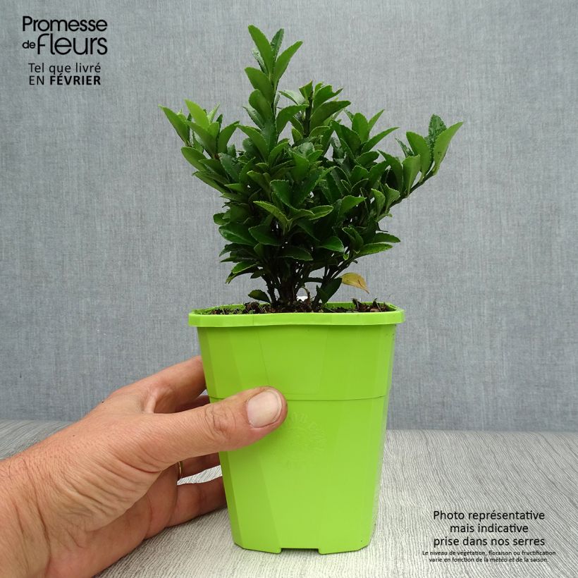 Example of Japanischer Spindelstrauch Paloma Blanca - Euonymus japonicus Topf mit 1,5L/2L as you get in automne