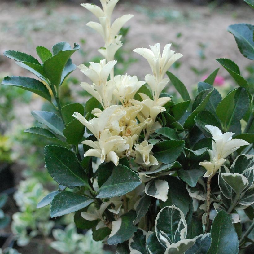 Japanischer Spindelstrauch Pierrolino - Euonymus japonicus (Foliage)