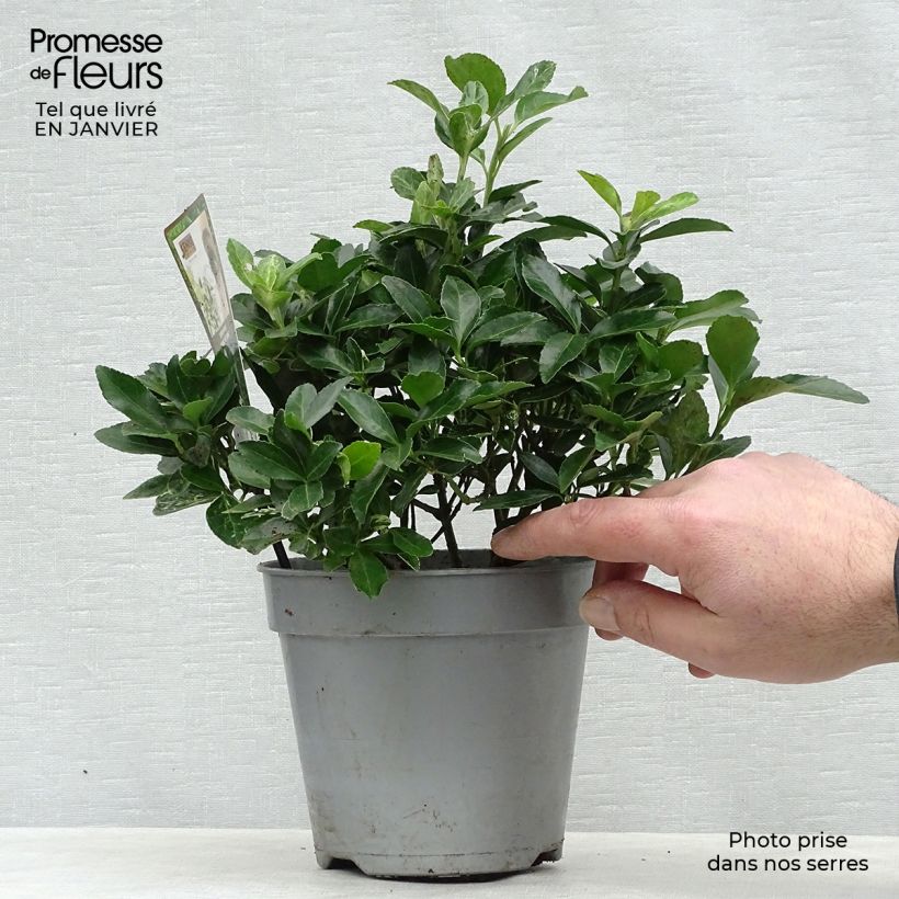 Exemplar von Japanischer Spindelstrauch Pierrolino - Euonymus japonicus Topf mit 1,5L/2L wie im Winter geliefert
