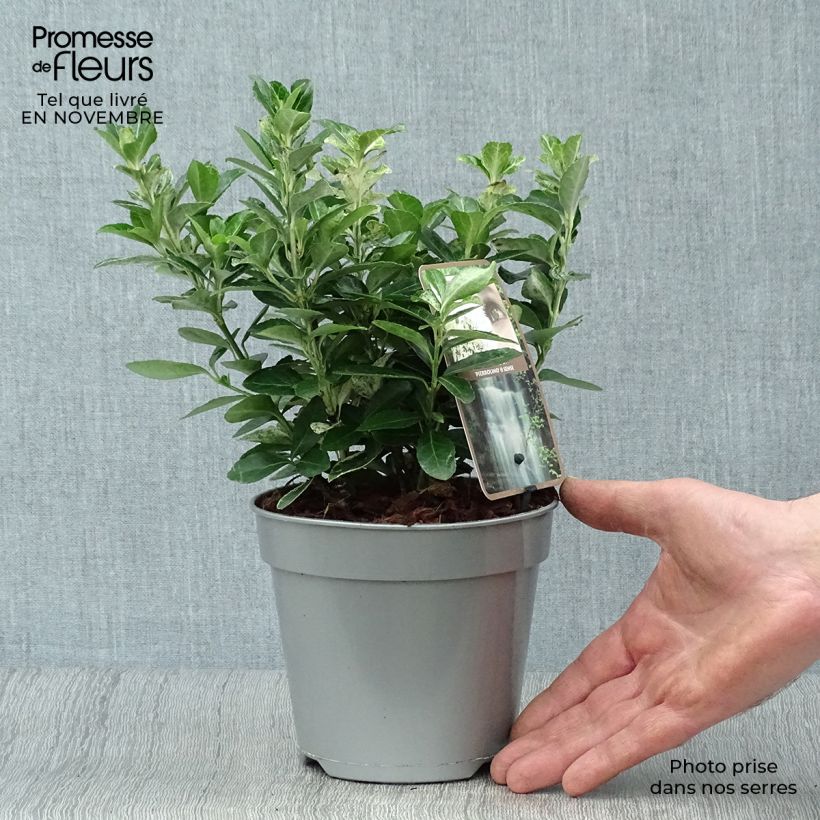 Example of Japanischer Spindelstrauch Pierrolino - Euonymus japonicus Topf mit 1,5L/2L as you get in automne