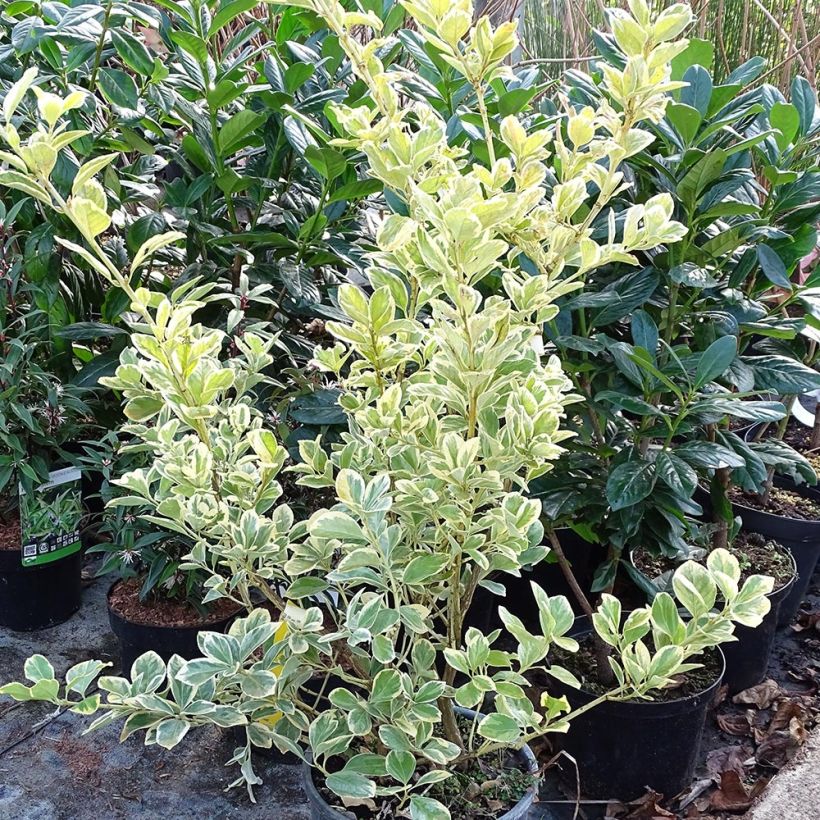 Exemplar von Japanischer Spindelstrauch Président Gauthier - Euonymus japonicus Topf mit 7,5L/10L wie im Winter geliefert