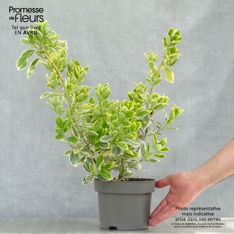 Exemplar von Japanischer Spindelstrauch Président Gauthier - Euonymus japonicus Topf mit 2L/3L wie im Frühjahr geliefert
