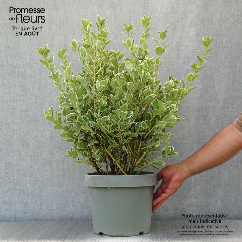 Example of Japanischer Spindelstrauch Président Gauthier - Euonymus japonicus Topf mit 7,5L/10L as you get in ete
