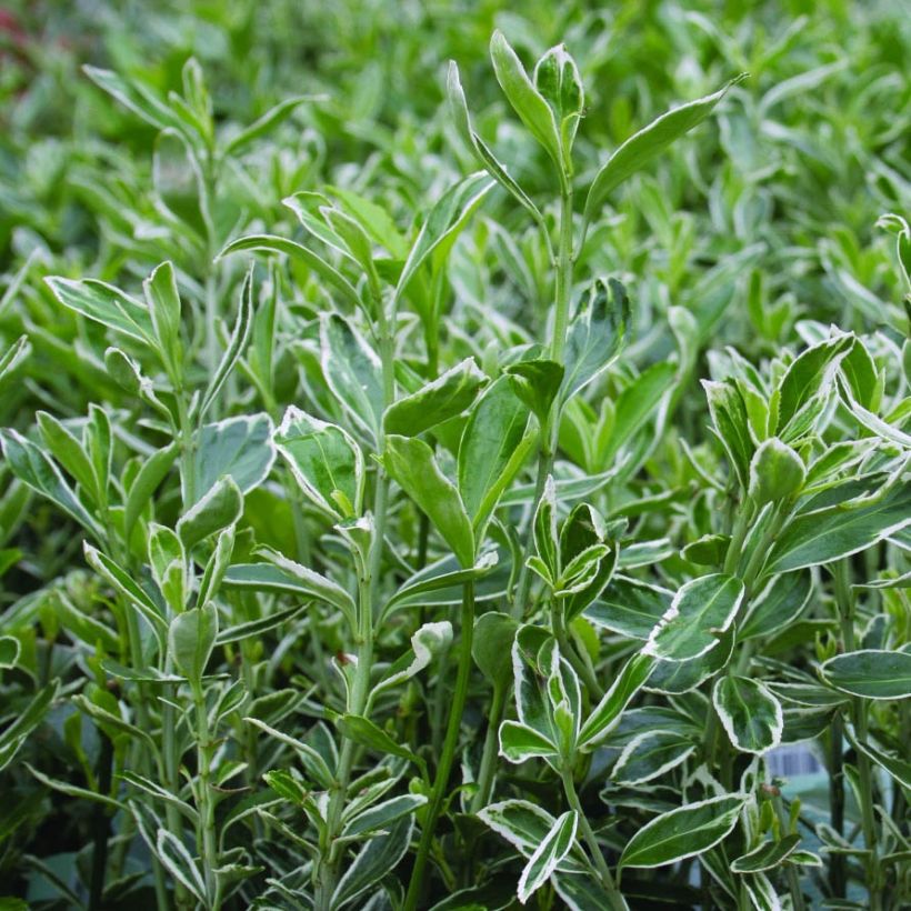 Japanischer Spindelstrauch Suzanne - Euonymus japonicus (Foliage)