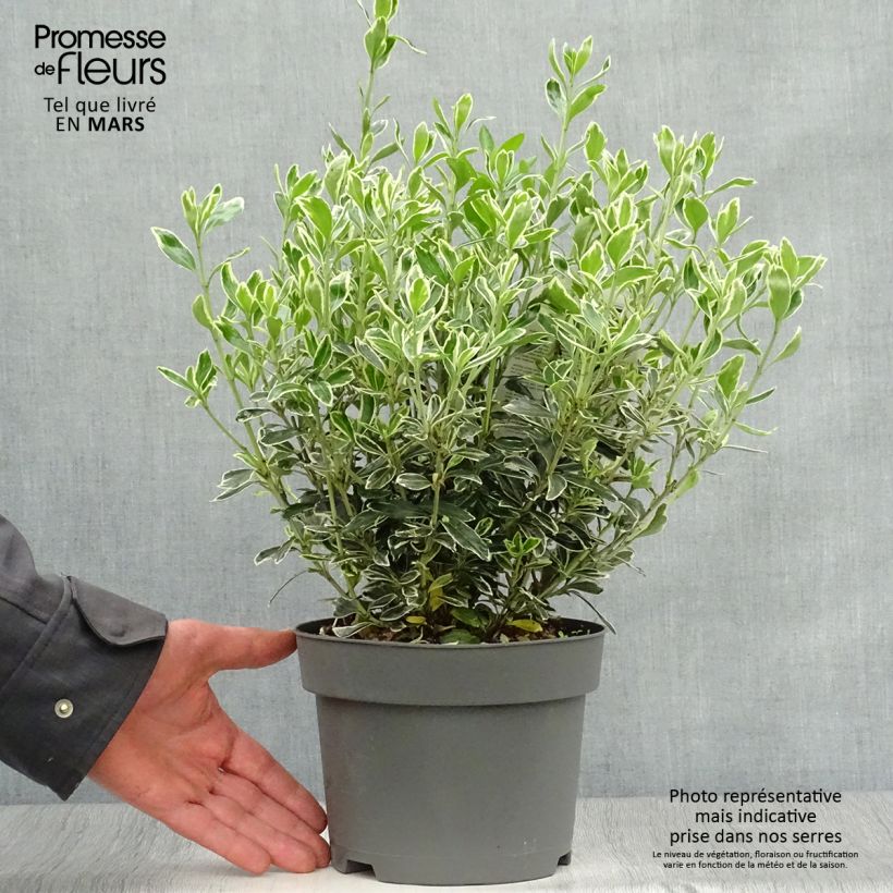 Exemplar von Japanischer Spindelstrauch Suzanne - Euonymus japonicus Topf mit 2L/3L wie im Frühjahr geliefert
