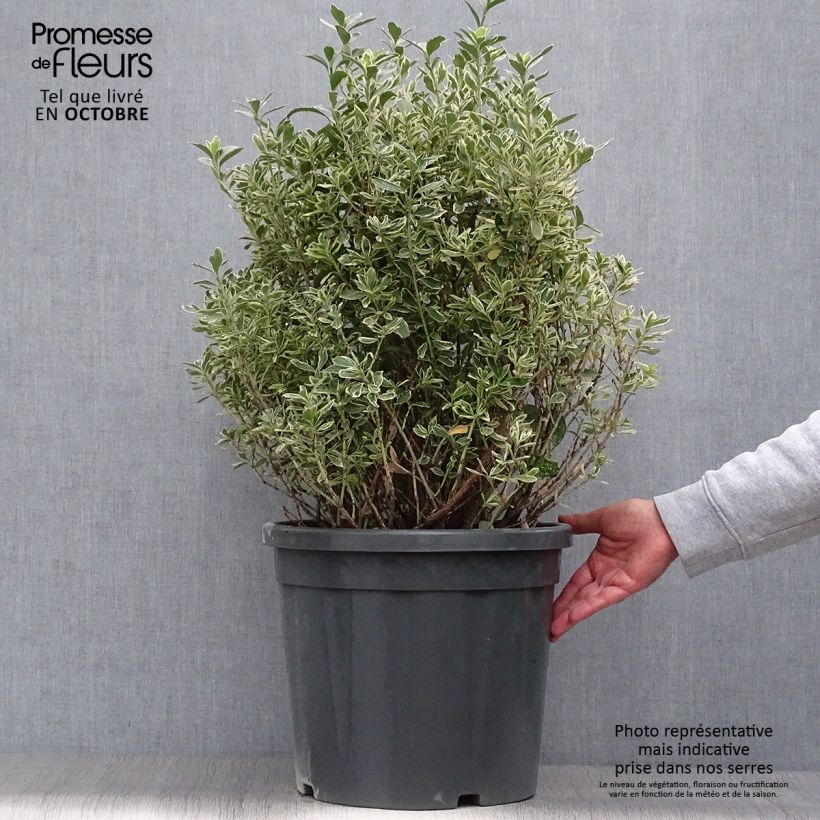 Example of Japanischer Spindelstrauch Suzanne - Euonymus japonicus Topf mit 7,5L/10L as you get in automne