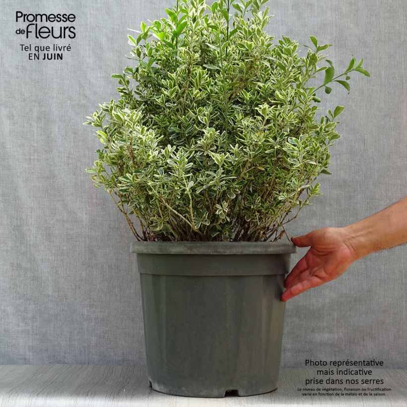 Exemplar von Japanischer Spindelstrauch Suzanne - Euonymus japonicus Topf mit 7,5L/10L wie im Sommer geliefert