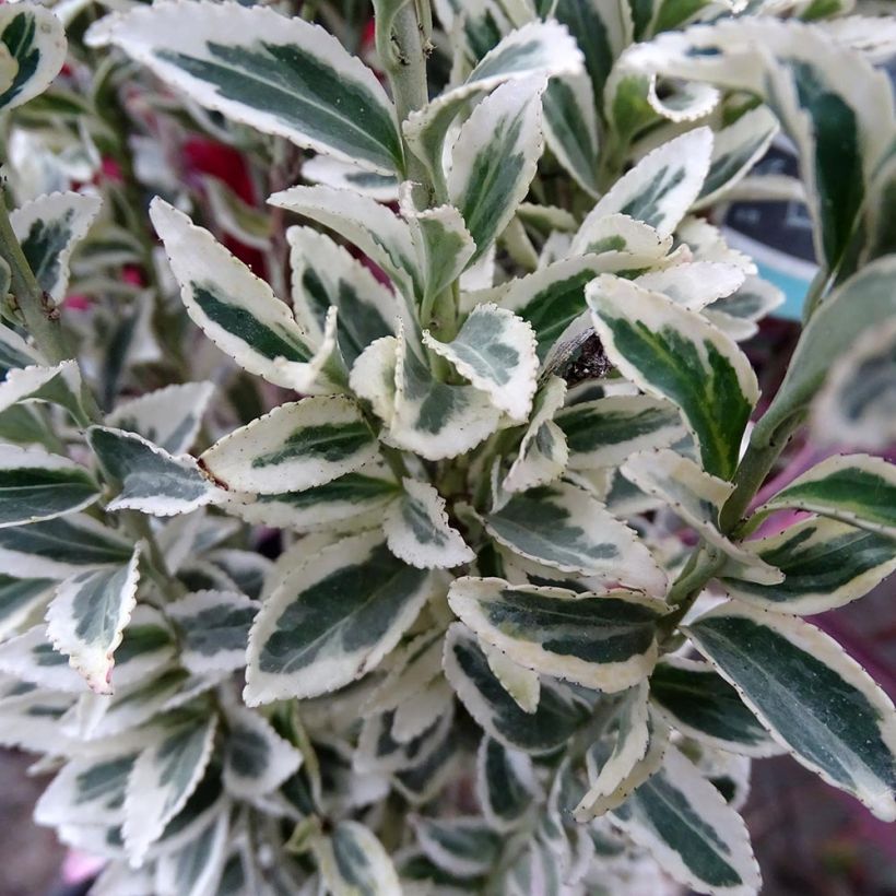 Japanischer Spindelstrauch White Spire - Euonymus japonicus (Foliage)