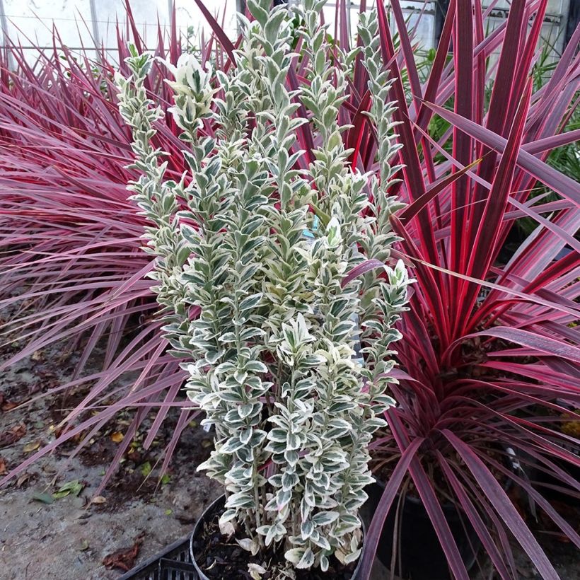 Japanischer Spindelstrauch White Spire - Euonymus japonicus (Plant habit)