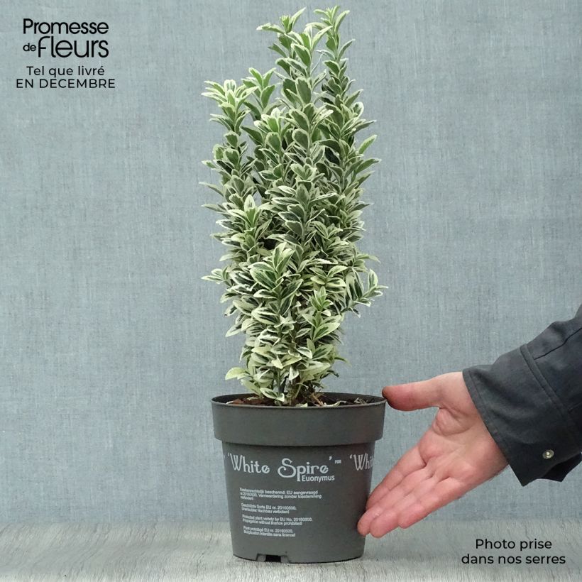 Exemplar von Japanischer Spindelstrauch White Spire - Euonymus japonicus Topf mit 2L/3L wie im Winter geliefert