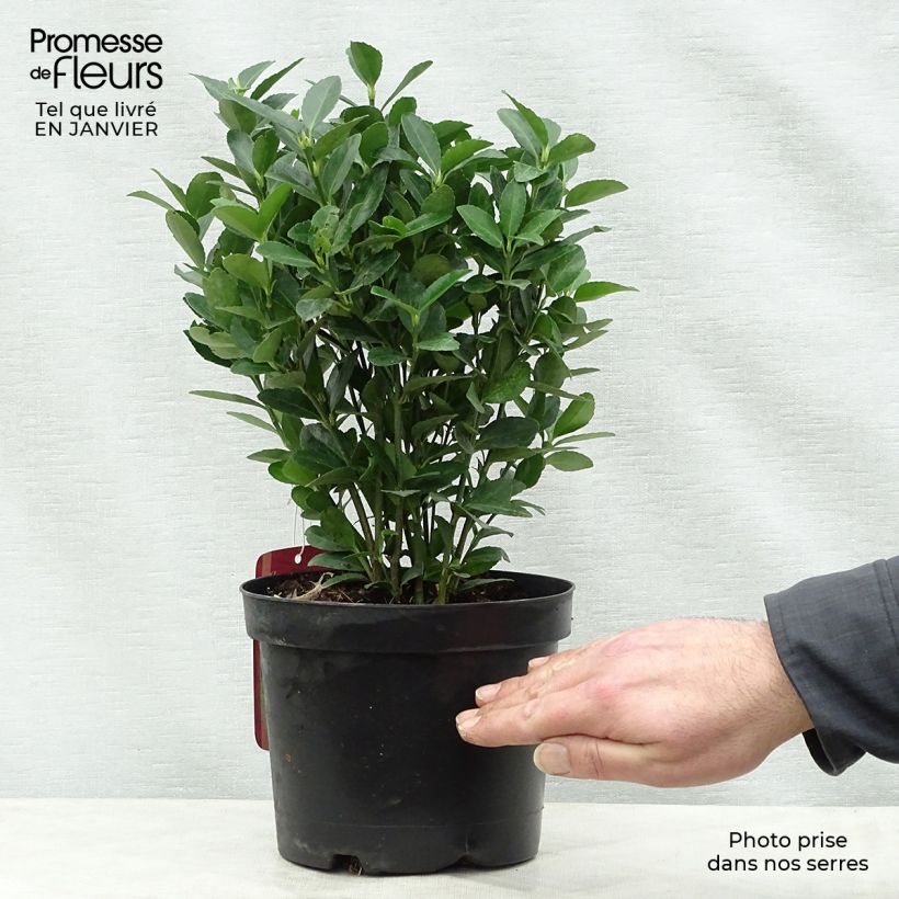 Exemplar von Japanischer Spindelstrauch - Euonymus japonicus Topf mit 2L/3L wie im Winter geliefert