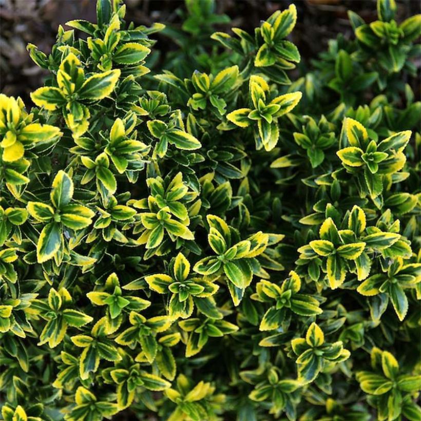 Japanischer Spindelstrauch Microphyllus Aureovariegatus - Euonymus japonicus (Foliage)